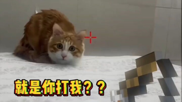 Kucing: Aku merasakan niat membunuh dari dimensi lain!