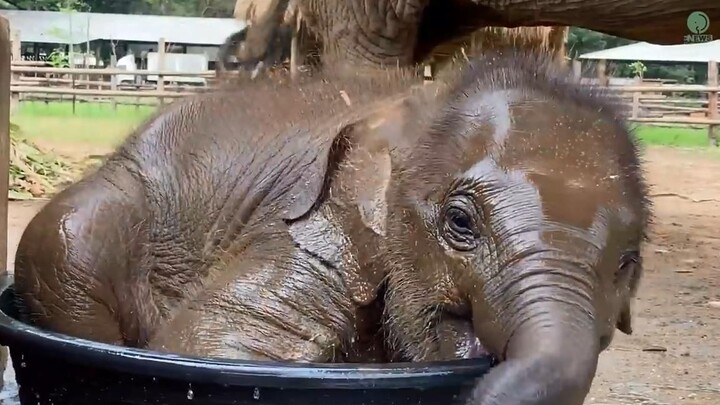 Baby elephants at Chiang Mai Elephant Conservation Park in Thailand take their very first bath since