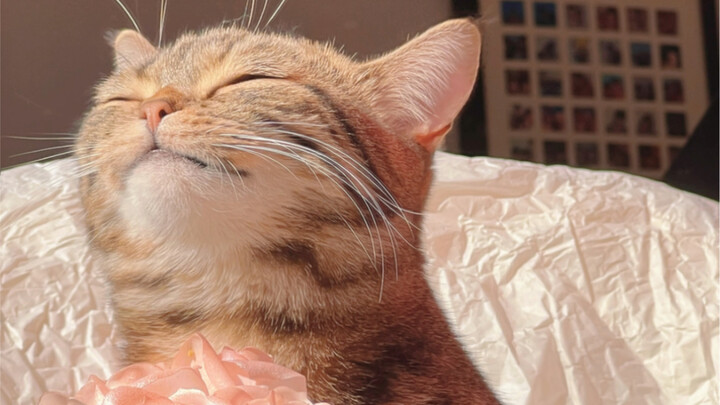 Khi tôi trúng ngay cái ảnh đại diện hoa tươi của Lưu Diệc Phi!