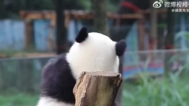 Cùng bé gấu trúc cọ cọ cho đã ngứa!