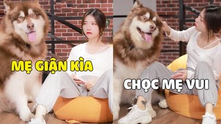 Ngáo Gia Gia | Có đứa con đáng yêu như GIA GIA 😍 Chọc mẹ Giận Rồi Dỗ Mẹ Vui ~ | Gâu Đần Official