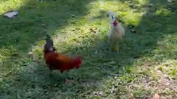 lemon gold Hma Broodcock