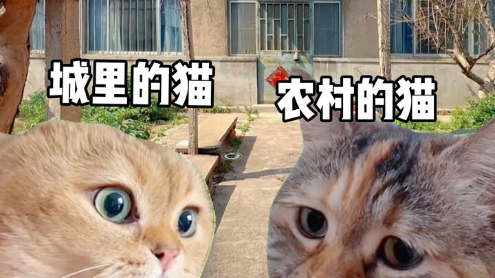 Ketika Kucing Kota Pulang Kampung Merayakan Tahun Baru (8)