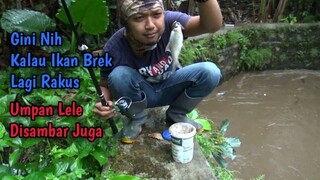 Mancing Saat Sungai Banjir - Niat Mancing Lele Tapi Ikan Brek yang Nyantol Terus