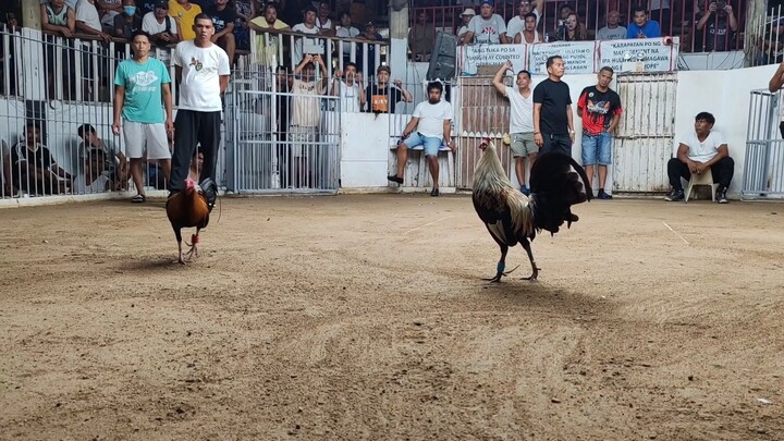 The Harold Brown Grey Son of 5x