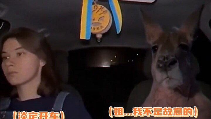 Kangaroo: Sis, let me head home first and tell my family...