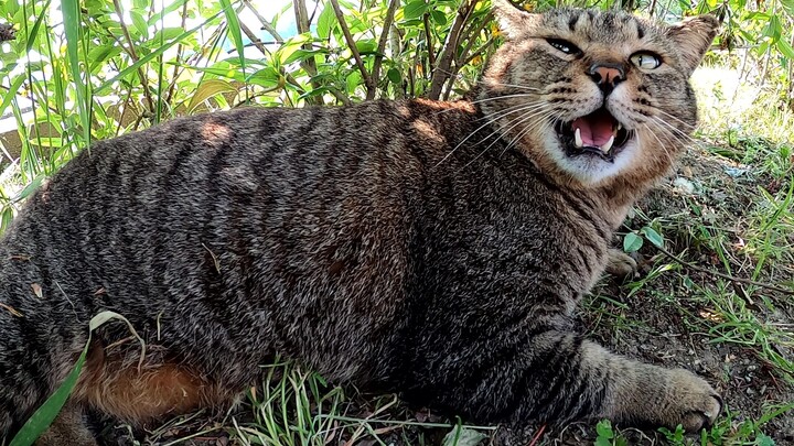 [Hewan]Kucing liar tak izinkan aku sentuh perutnya, bagian lain boleh