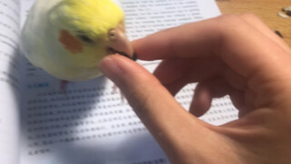 Cute Animals｜A Parrot's Snacks Were Taken by Its Owner 