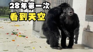 28岁第一次看到天空的黑猩猩！