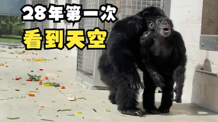 A chimpanzee seeing the sky for the first time at 28 years old!