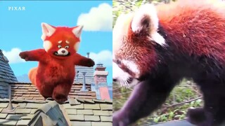 Disney and Pixar’s Turning Red | Real Life Side-By-Side | Disney+