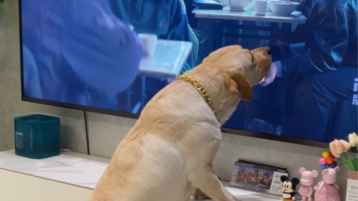 Anjing: Kenapa aku tidak bisa makan kue yang ada di tangannya?