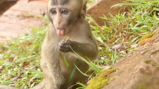 Ohh Wow! My Princess Baby Lola Eat A Lot Today, Why You Are So Cute Poor Baby Monkey Videos
