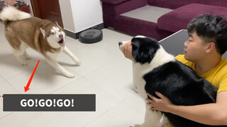 Thấy Chủ Ôm Chú Chó Khác, Husky Ghen Rồi Sủa Ầm Lên Luôn!