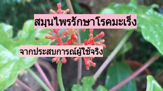 สมุนไพรรักษาโรคมะเร็ง เพิ่มกำลังวังชา แก้ปวดเมื่อยเคล็อดขัดยอก/โดยฮอยไทยอีสาน