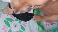 with movie dog Liv