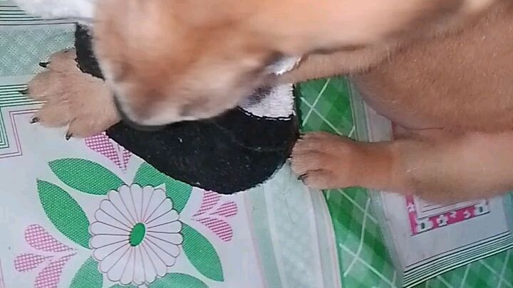 with movie dog Liv