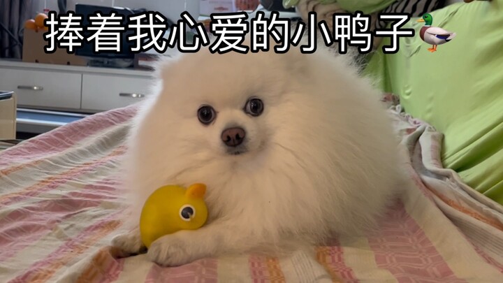 Duck Toy Defense Battle