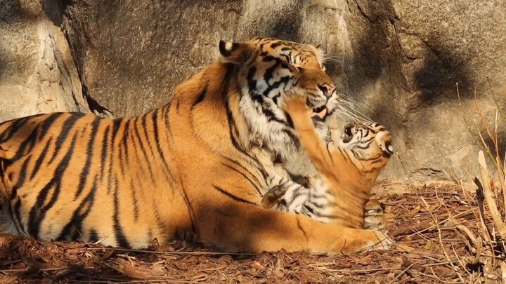 The little tiger teases its dad: “Are you mad?” In this scene of the male tiger caring for his cub, 