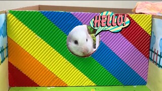 ภารกิจของหนูแฮมสเตอร์ EP 427