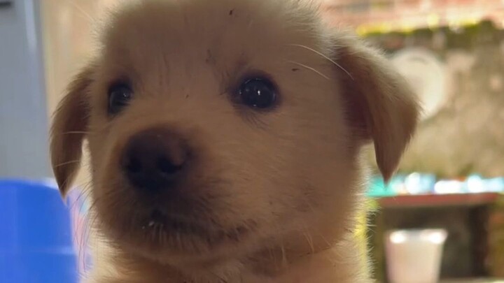 Cách quy đổi tuổi của chó