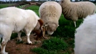 Funny Sheeps beee beeee #videohaynhat