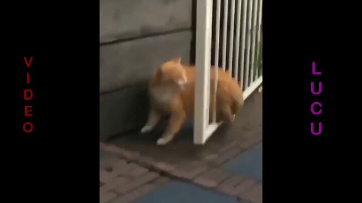 kumpulan video😁 hewan lucu😂🤣