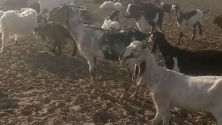 صحرائی و بیابان علاقوں میں بکریوں کی شاندار فارمنگ  کم وسائل سخت موسم اور قدرت کے قریب ایک منفر