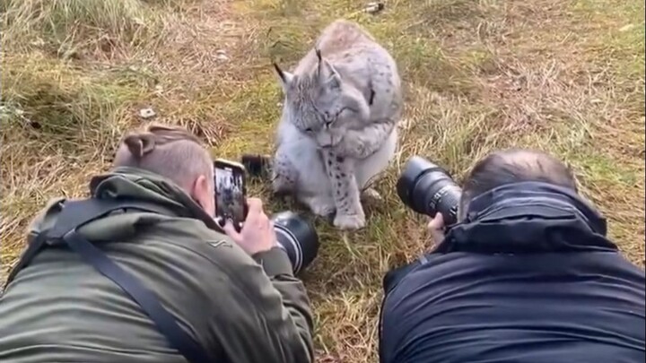 Semua orang memotret lynx dari jarak sangat dekat, sementara si anjing di sampingnya tampak bingung…