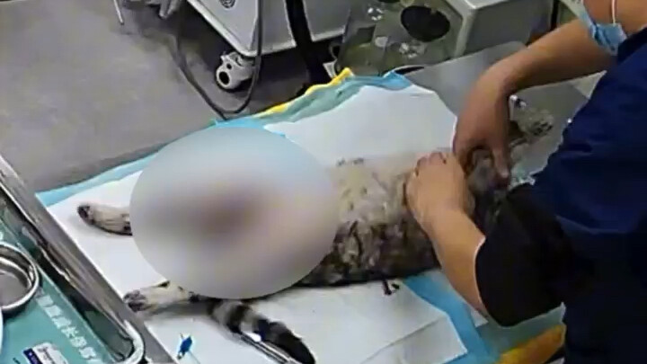 Diserang dan dicakar anjing liar hingga mengalami luka luas di perut, dibawa ke rumah sakit dalam ko