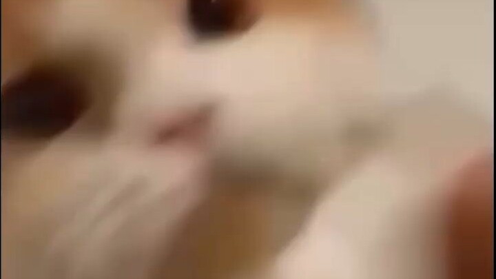 This injury is too much for the cat to bear.