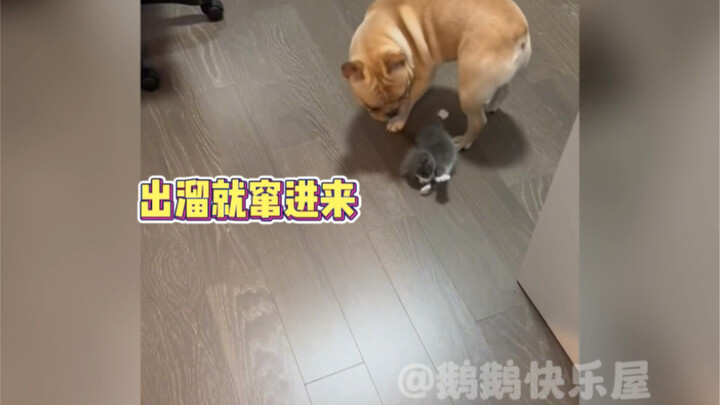 น้องแมว: ฉันเหมือนจะเห็นคุณยายของฉันเลย!