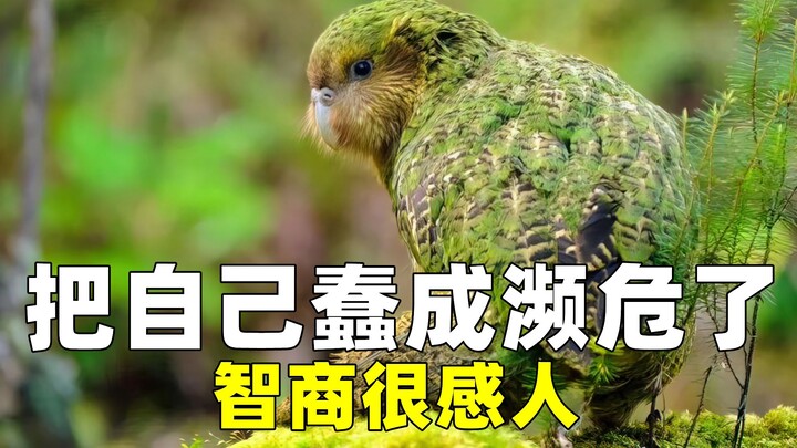 Burung bodoh apa ini!!!