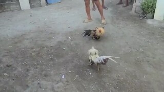 Pang apat na Panalo na yan mga bos dilang na video jan yong pangalawa at pangat lo mga boss