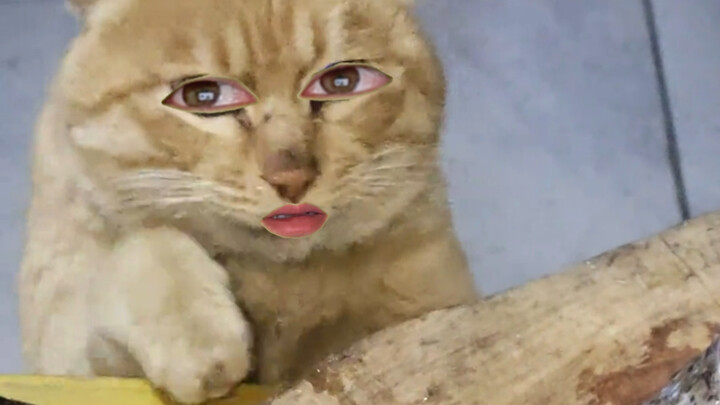 Cat: You can't eat the whole table of food, you're just teasing me