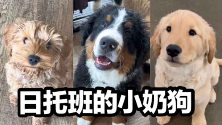 Anak-anak anjing susu di pusat penitipan harian anjing