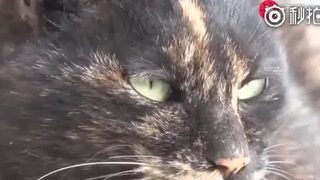 全球最长寿的猫生活在四川广元，爱吃素菜很霸道[喵喵]