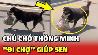 Bất ngờ với chú chó Việt Nam biết ĐI CHỢ giúp Sen MUA CÁ MUA RAU 😲 | Yêu Lu