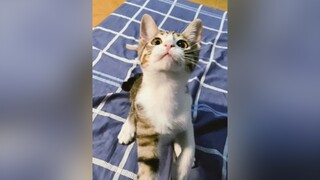 Tăng động thế ? Trầm kam bớt xem nàoooRapCungIdol tinhbandieuky cat catsoftiktok catcute meowmeow meocute mèo catlove funny mèo