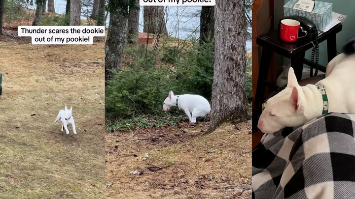 Sorry, doggy—I shouldn't have laughed.