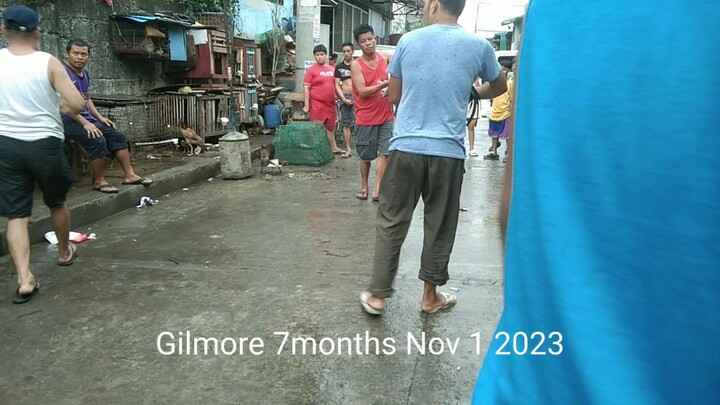 Gilmore 7month win Nov 1 2023...4m's gamefowl....#tupada lng sakalam....