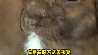 What it doesn't know is that its ears are actually quite beautiful too.