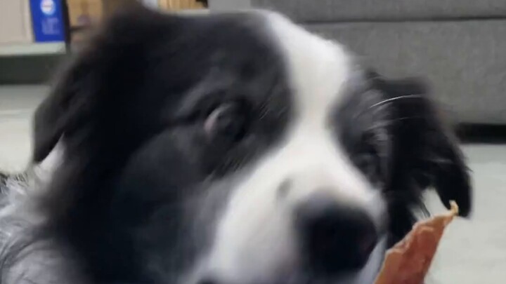 The Bian Collie I had raised for five years turned out to be a cat...