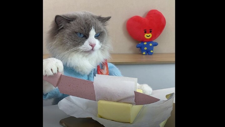 【Puff the Cat Chef】My noble cat, how many more surprises do you have that I don't know about?