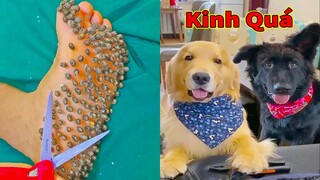 Thú Cưng TV | Trứng Vàng và Trứng Bạc #46 | Chó Golden Gâu Đần thông minh vui nhộn | Pets smart dog