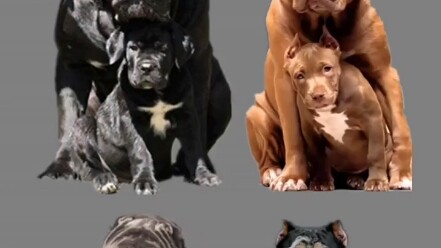 When some dogs grow up