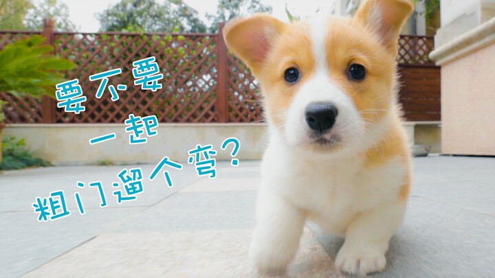 ลูกหมาตัวน้อยออกเที่ยวนอกบ้านครั้งแรก วิ่งพลิ้วเหมือนกระต่ายน้อยเลย!