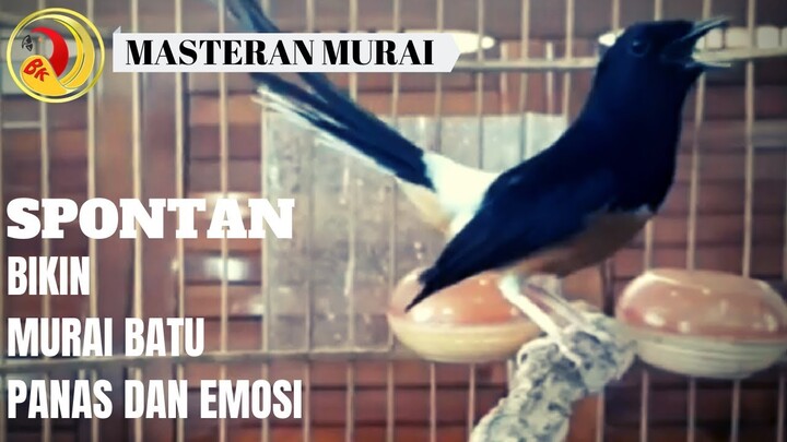 MURAI JADI PANAS DAN EMOSI !!! MURAI BATU BONGKAR ISIAN DAN NGEPLONG