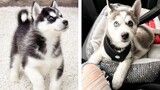 😍 Adorable Husky Babies That Will Make Your Day 🐶🐶 | Cute Puppies