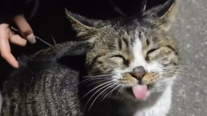 Mèo: Xung đột mã nguồn底层